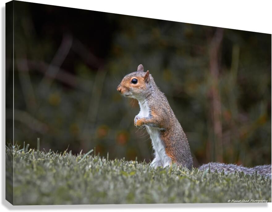 Eastern Gray Squirrel - On The Lookout  Canvas Print