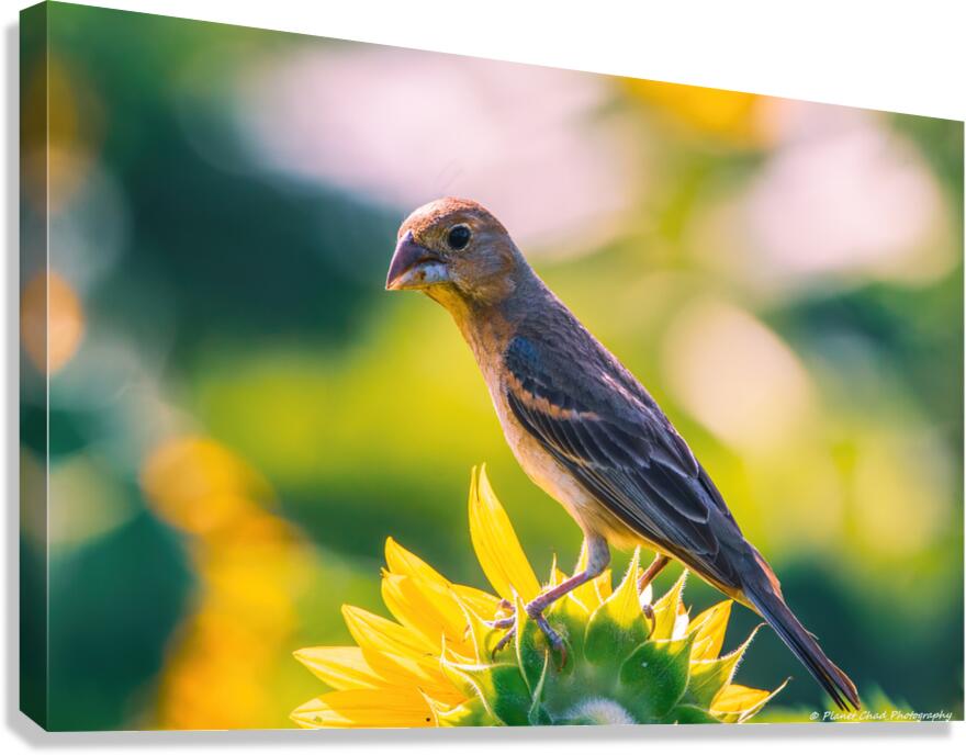 Female Blue Grosbeak Portrait  Canvas Print