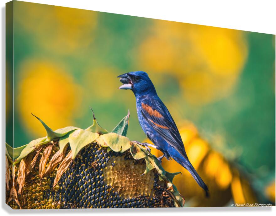 Blue Grosbeak - Summer Love Canvas Print