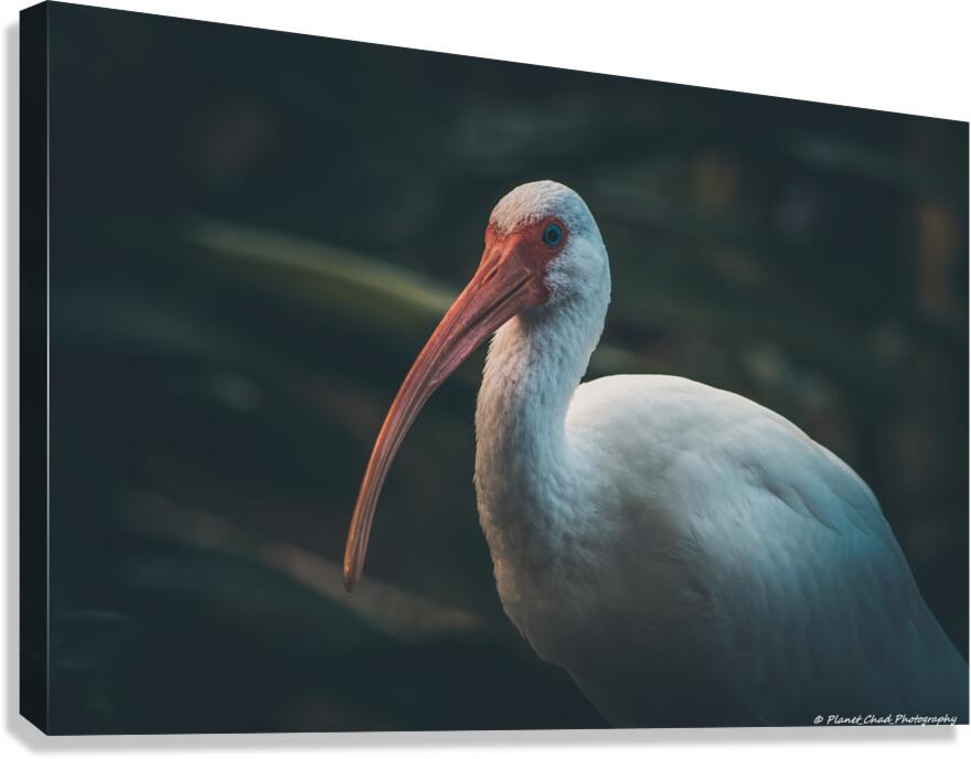  Portrait of a White Ibis  Canvas Print