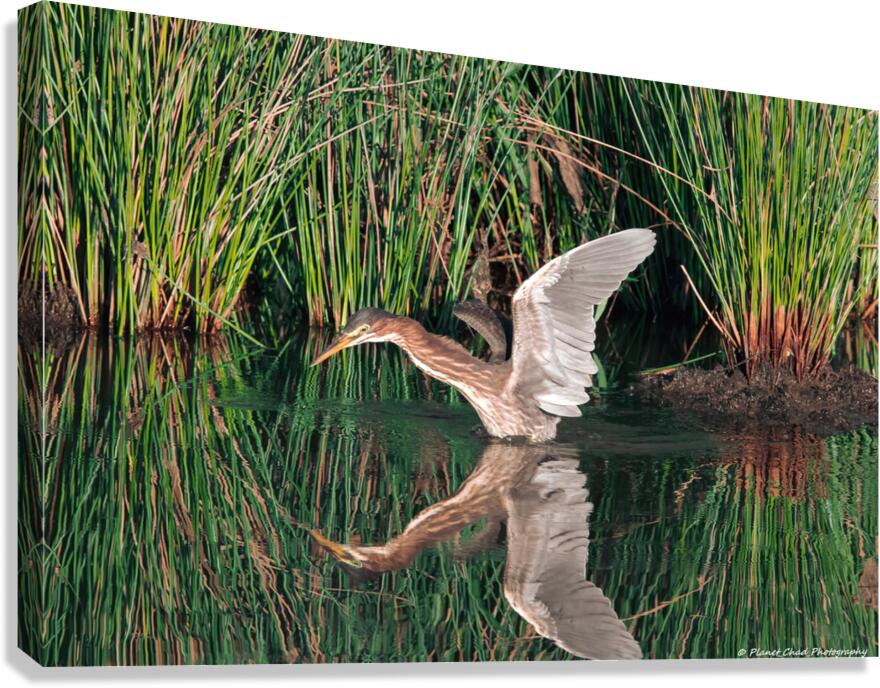 Green Heron - Angel Wings  Canvas Print