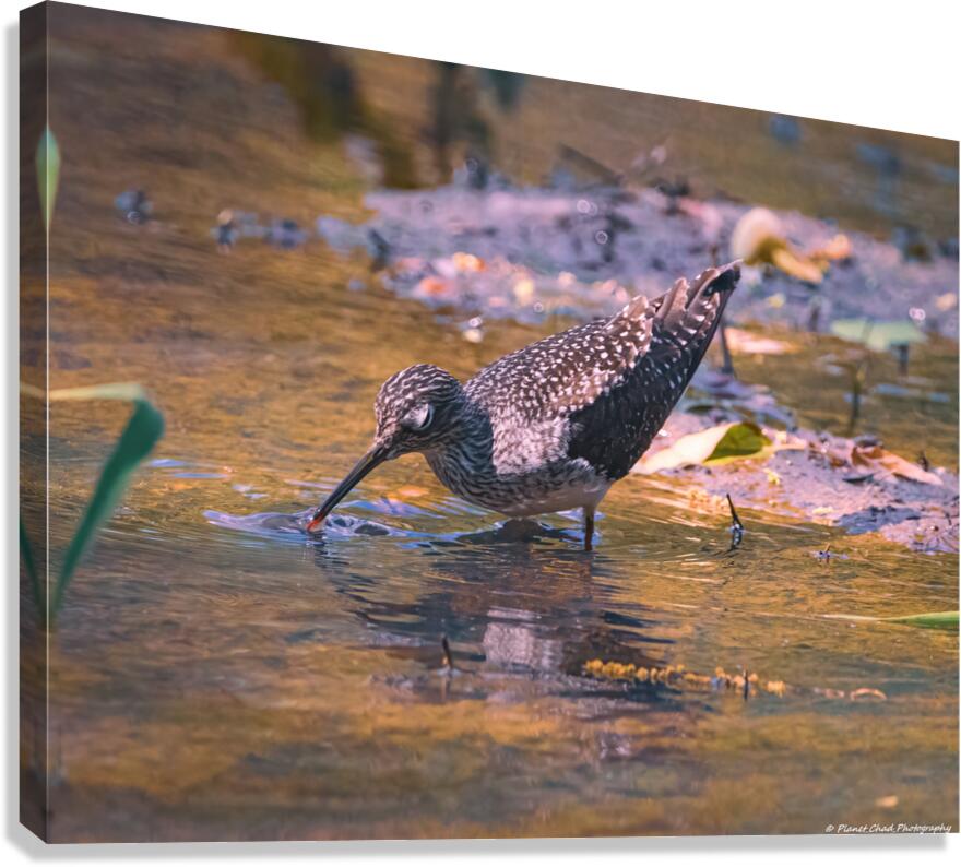 Solitary Sandpiper - Evening Sip  Canvas Print