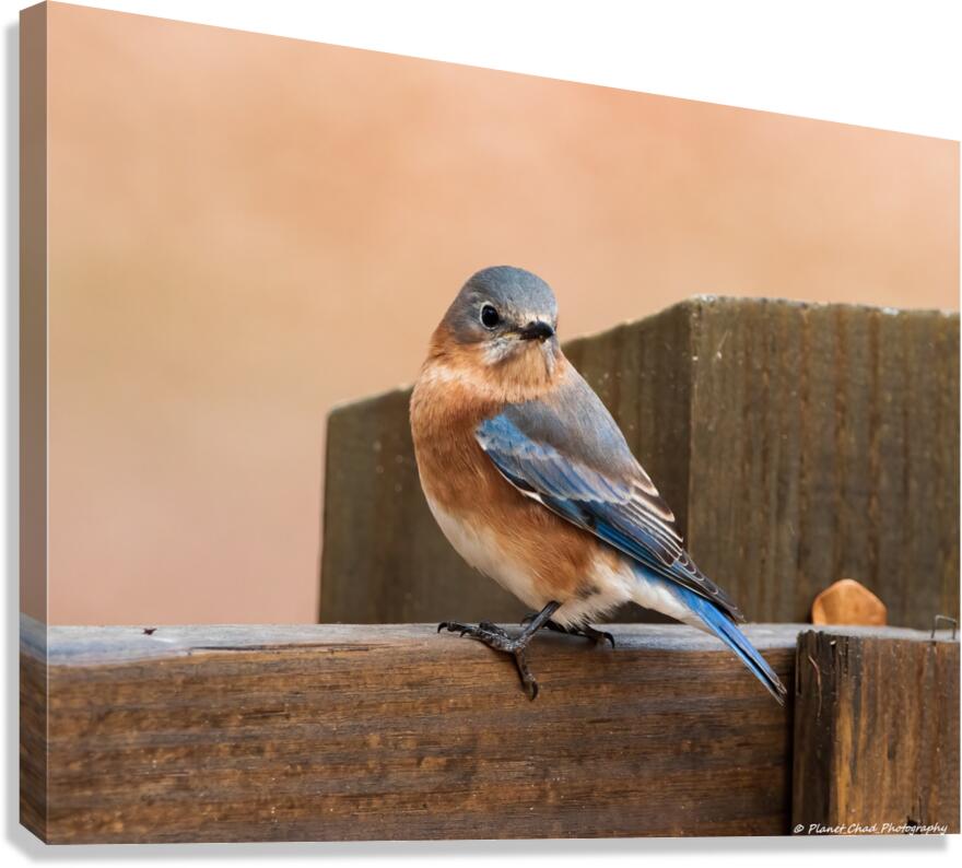 Eastern Bluebird on Fence  Canvas Print