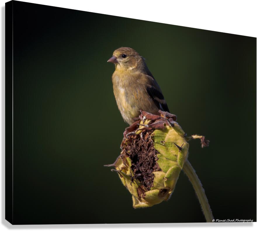 Last Days Of Summer  Canvas Print