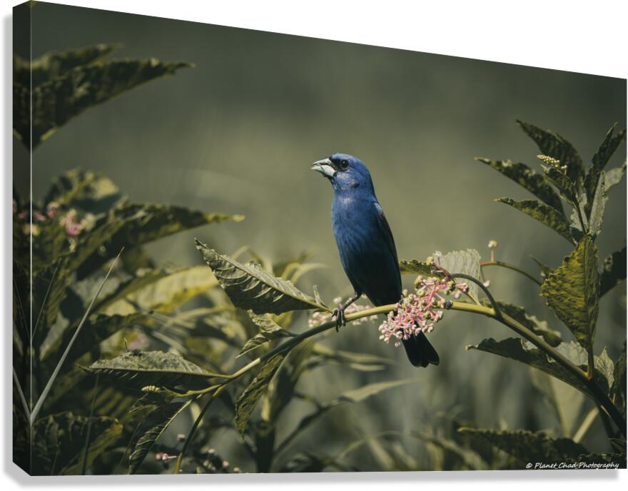 Blue Grosbeak - Vintage Morning  Canvas Print