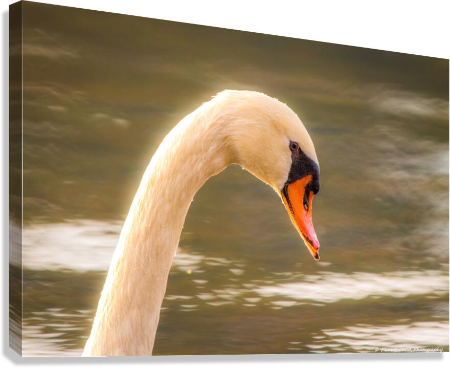 Mute Swan - Morning Glow  Canvas Print