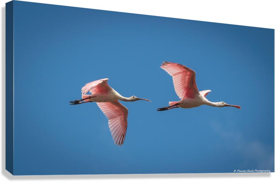 Roseate Spoonbills In Flight  Canvas Print