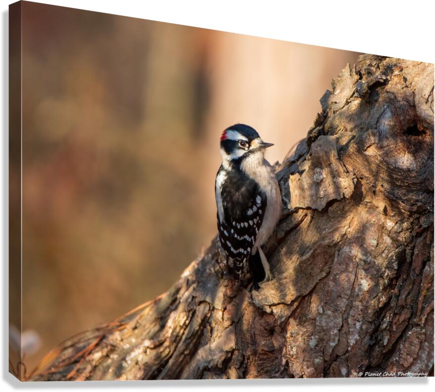 In The Morning Light  Canvas Print