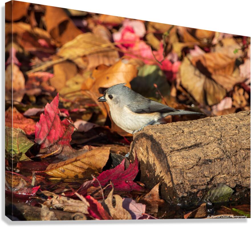 Tufted Titmouse in Autumn Foliage  Canvas Print