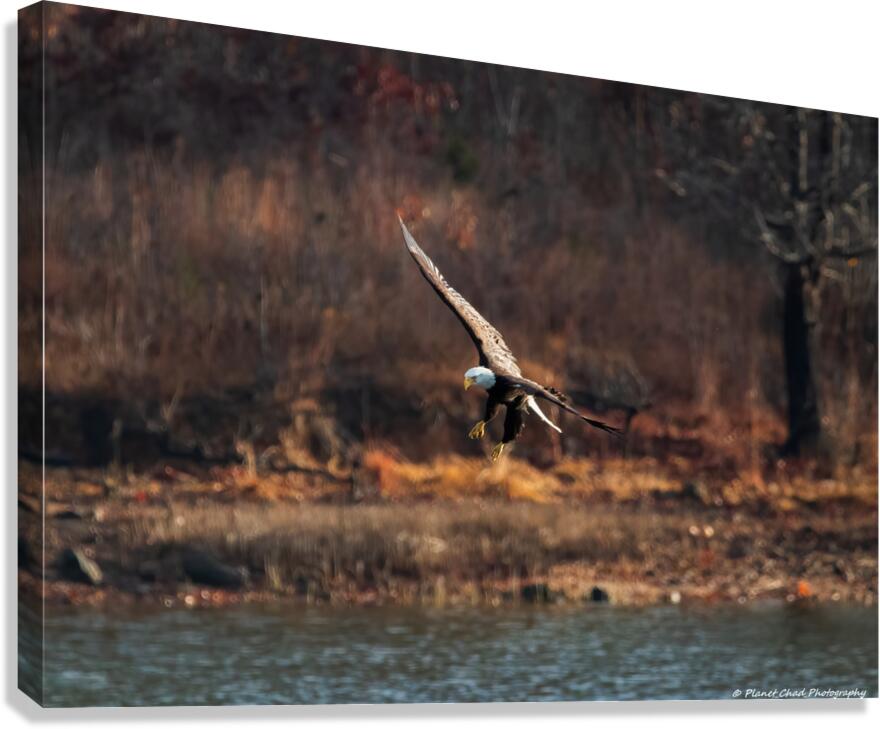 Bald Eagle - The Descent  Canvas Print