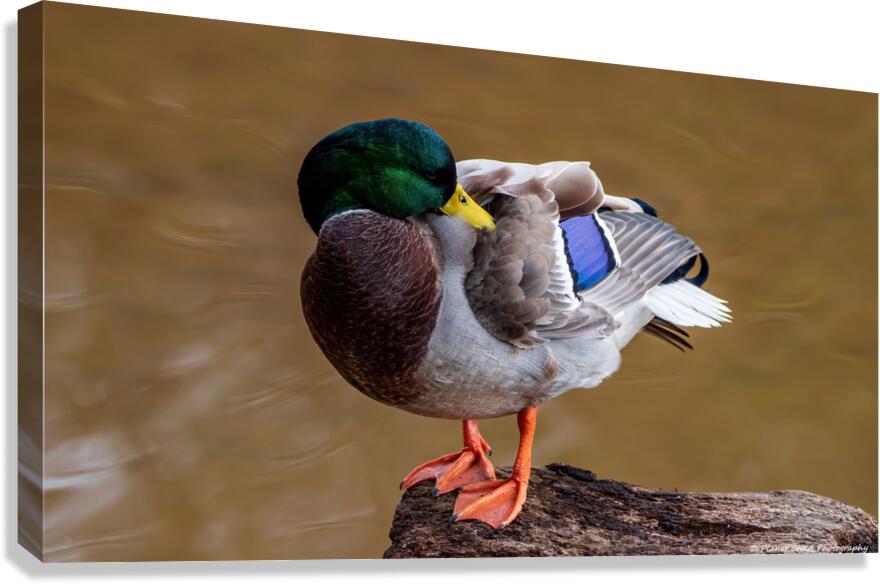 Preening Mallard  Impression sur toile