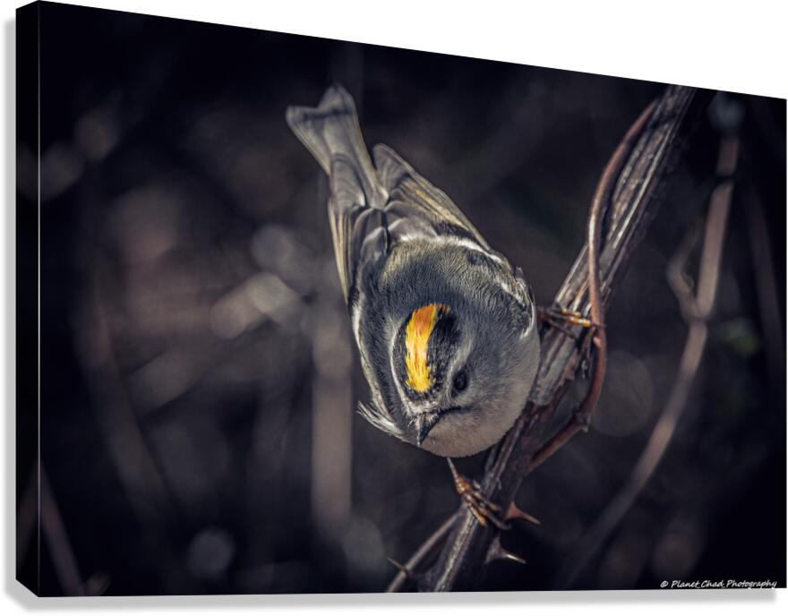 Golden Crown Kinglet - The Crown  Canvas Print