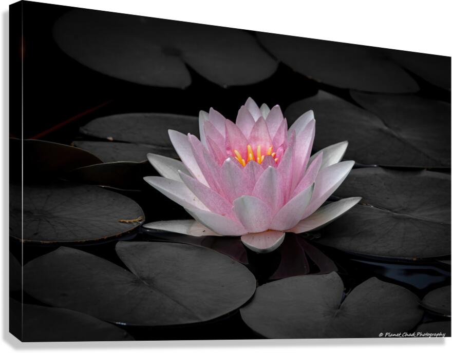 Water Lily - A Touch of Color  Canvas Print