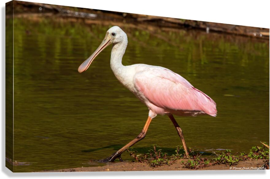 Spoonbill Model  Canvas Print