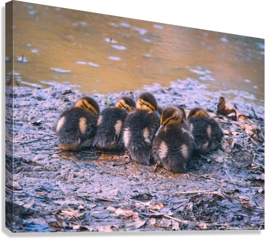 Mallard Ducklings - Sleepy Time  Canvas Print