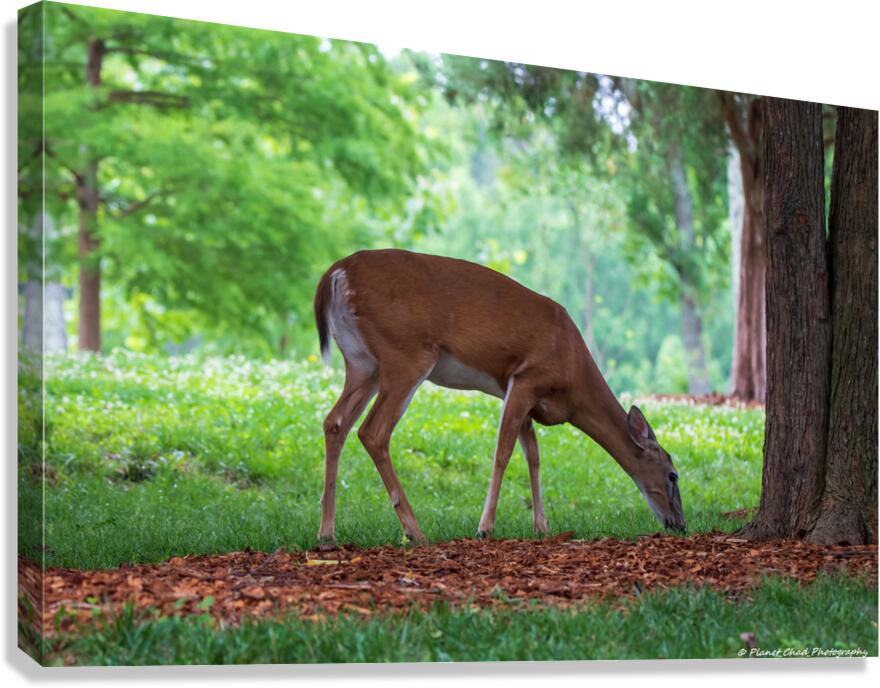 Morning Grazing  Canvas Print