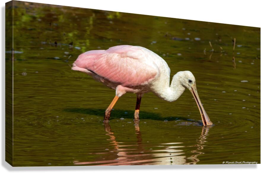 Spoonbill Feeding  Canvas Print