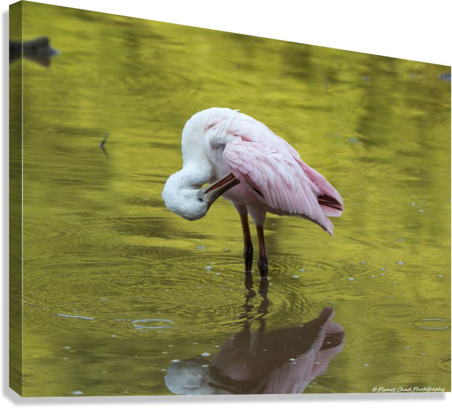 Preening Roseate Spoonbill  Canvas Print