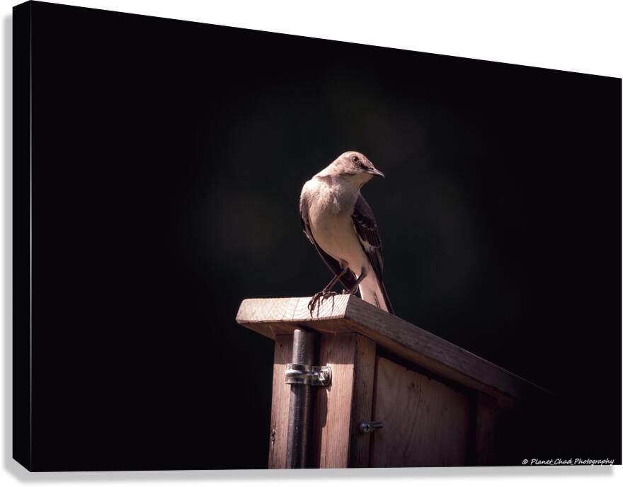 Northern Mockingbird - Shining Light  Canvas Print