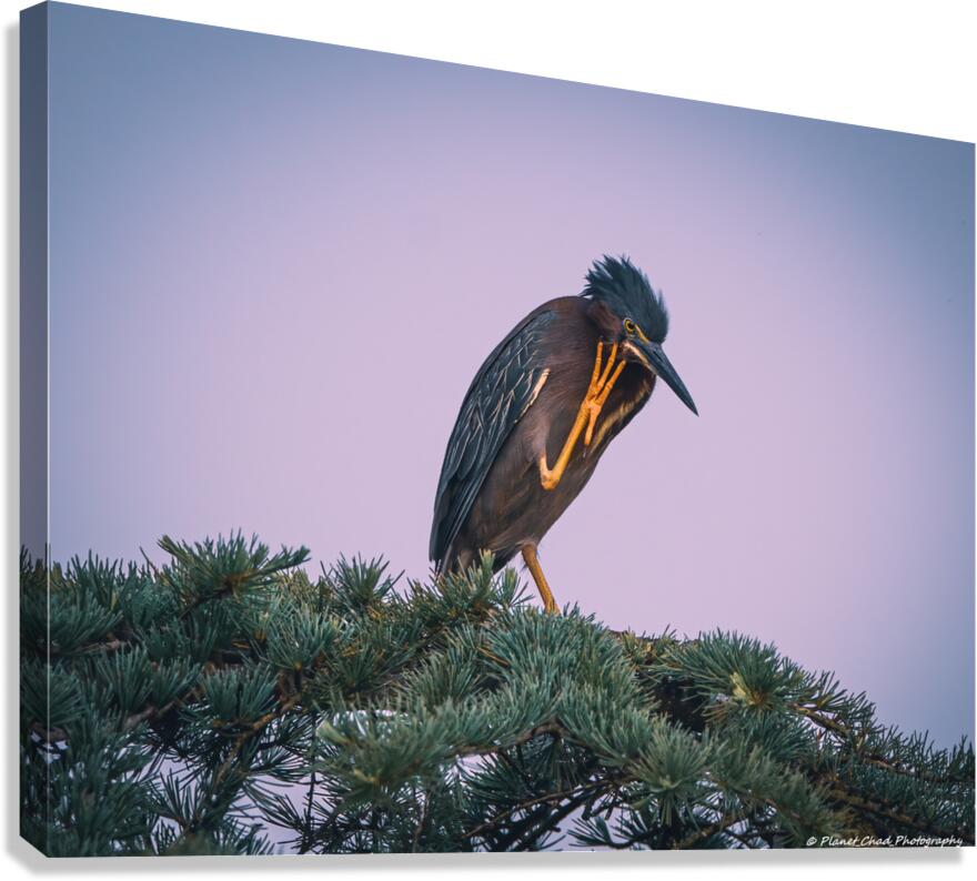 Green Heron - Talk To The Hand  Canvas Print