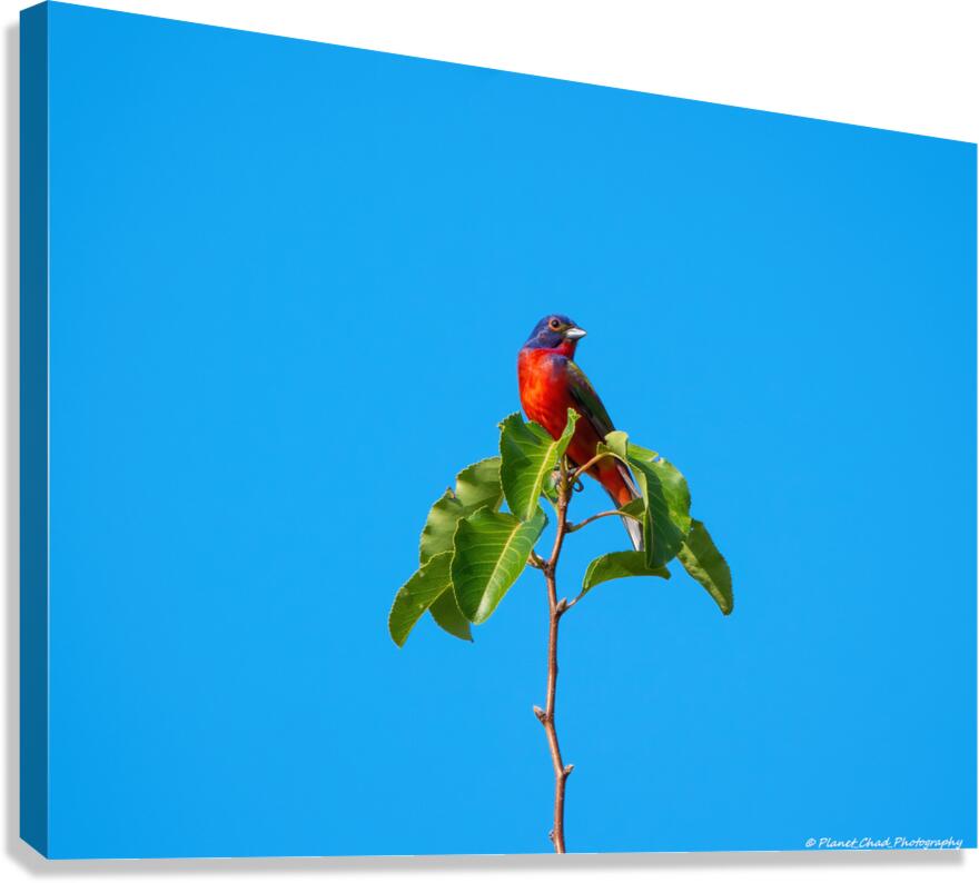 Painted Bunting - Simplicity  Canvas Print