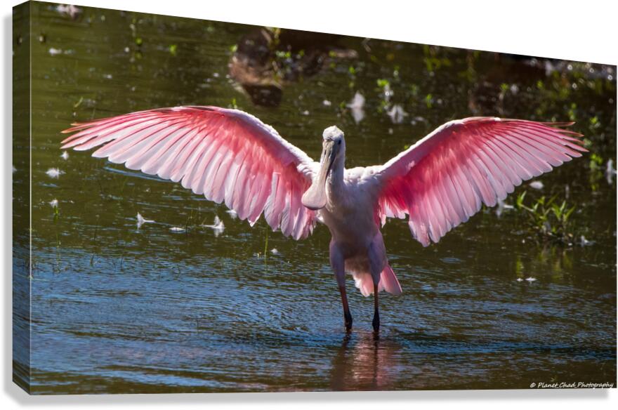 Roseate Spoonbill - I Believe I Can Fly  Impression sur toile