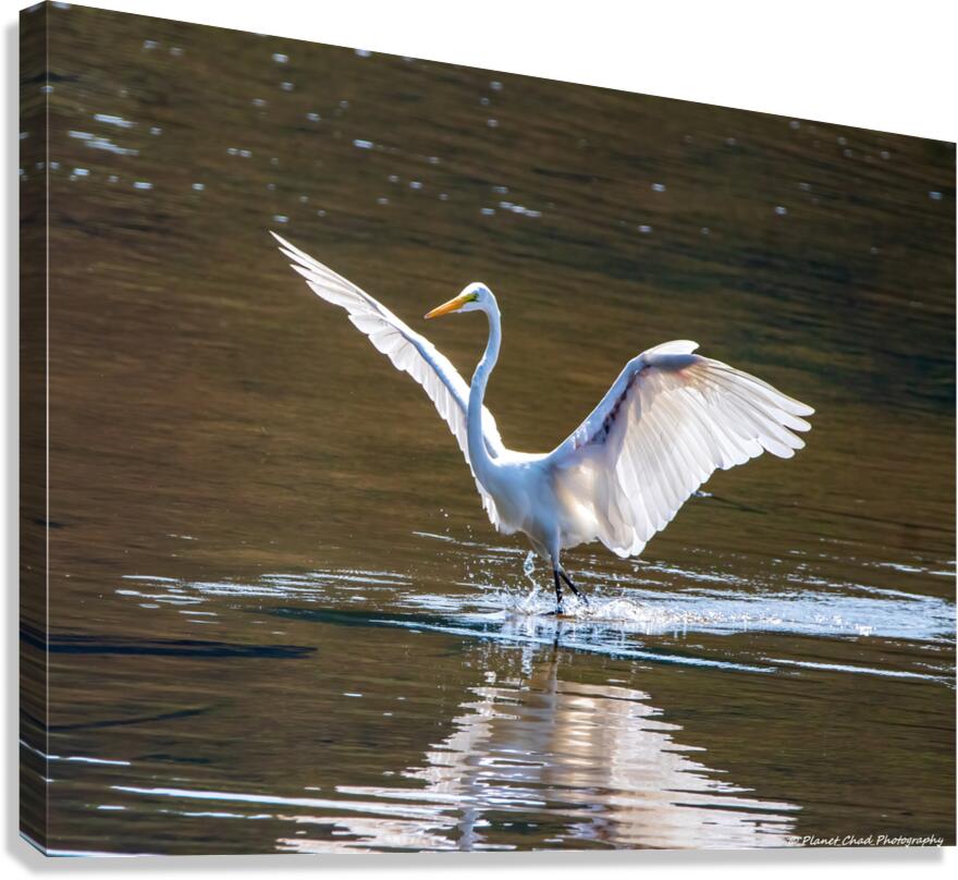 Dancing Egret  Canvas Print