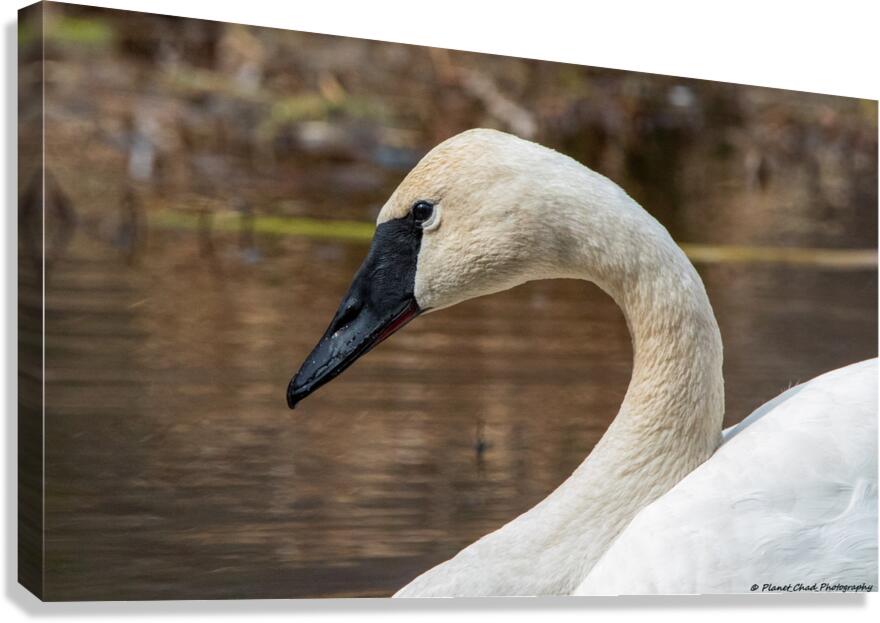 Trumpeter Swan Portrait Canvas Print