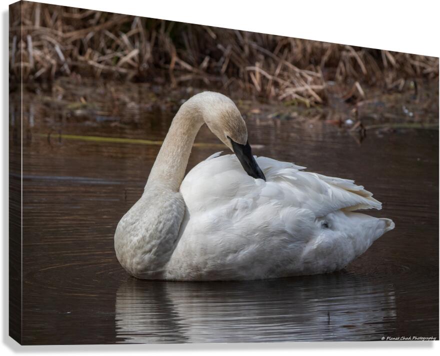 Preening Trumpeter Swan Canvas Print