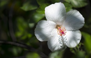 White Hibiscus