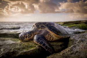 Sunset Honu