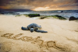 Baby Honu