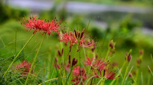 Wild Spider Lilly