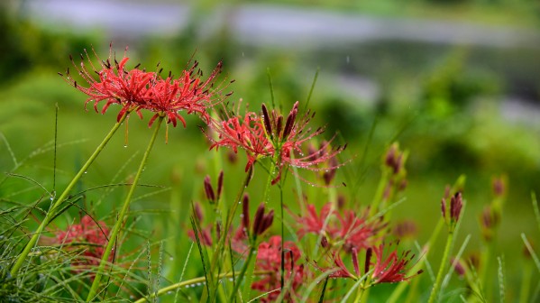 Wild Spider Lilly  Print