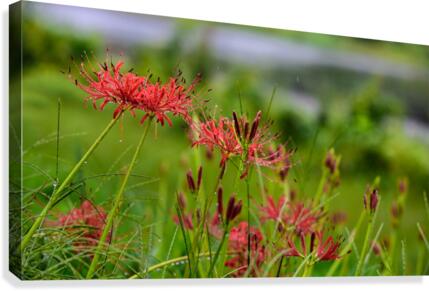 Wild Spider Lilly  Canvas Print