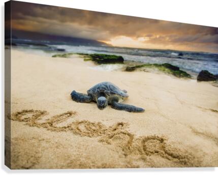 Baby Honu  Canvas Print