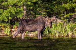 Wading Moose - BWCAW