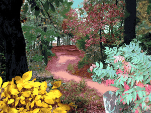 The Trail