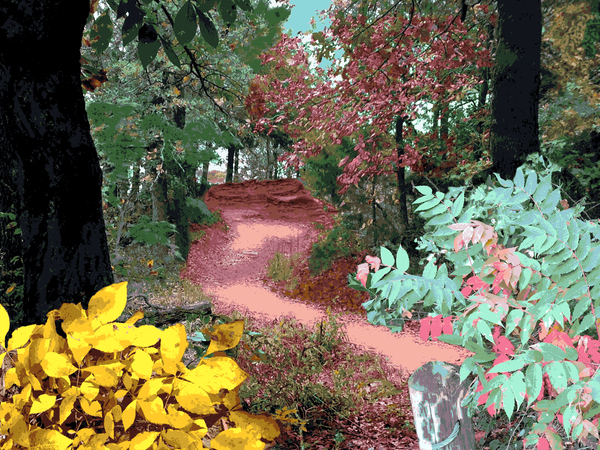 The Trail by Rachael Beauchamp