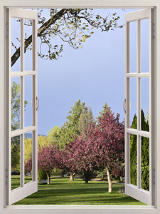 Enjoy the Flowering Trees in the Evening