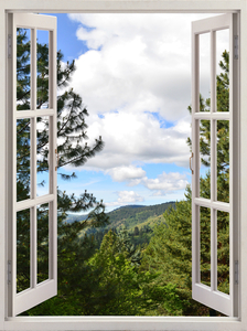 Pine Trees and Grassy Hills
