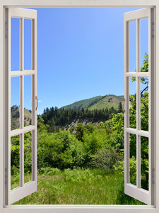 Walk in a meadow in the woods
