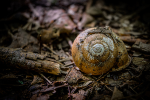Abstract nature 05 - The forest shell