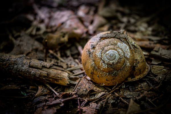 Abstract nature 05 - The forest shell by Jean Mathieu Roy
