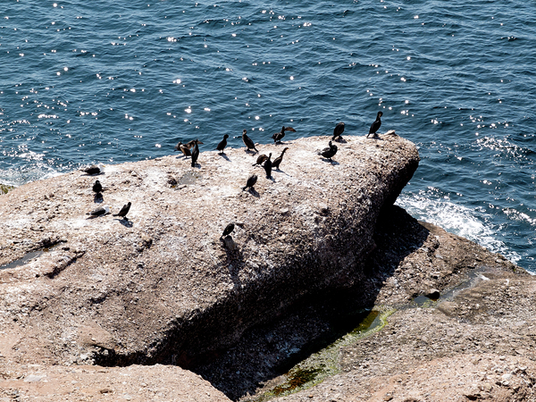 GRAND PLONGEON by Jean Mathieu Roy