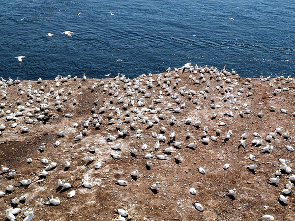 COLONIE by Jean Mathieu Roy