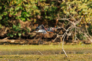 0C5A2903 Wood Ducks In Flight