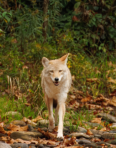 “Watchful Wanderer — Coyote Canis latrans in Autumn Brush”