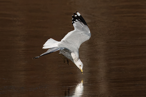 Poised Between Seasons by Touch Of Frank Photography