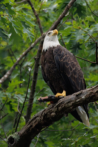 Eagles of Raystown Lake 5